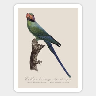 La Perruche a Nuque et Joues Rouges Parakeet - Jacques Barraband 19th century Illustration Magnet